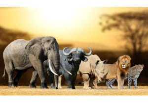 Big Five