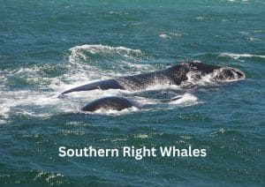 Hermanus-Southern Right Whales
