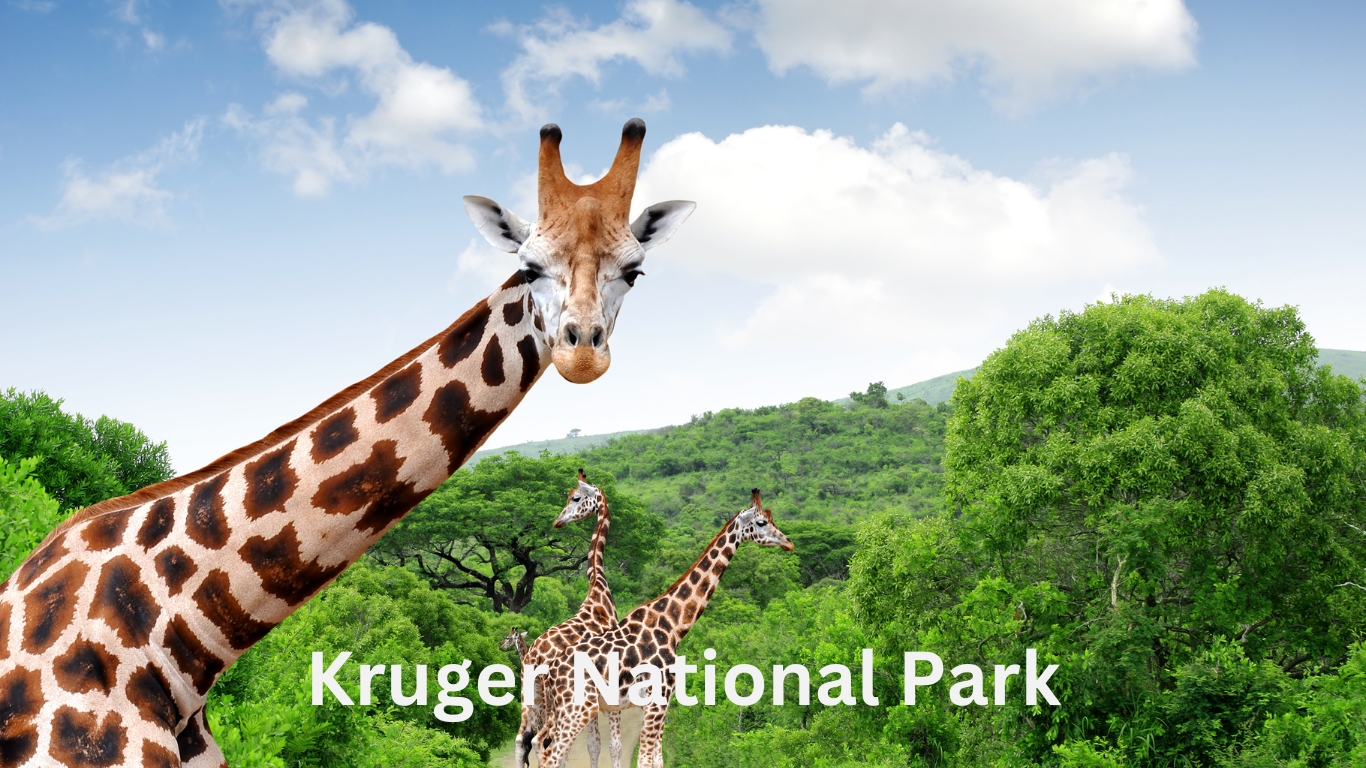 Kruger National Park Safari - Giraffes Kruger National Park Safari