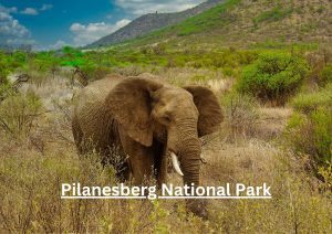 Pilanesberg National Park