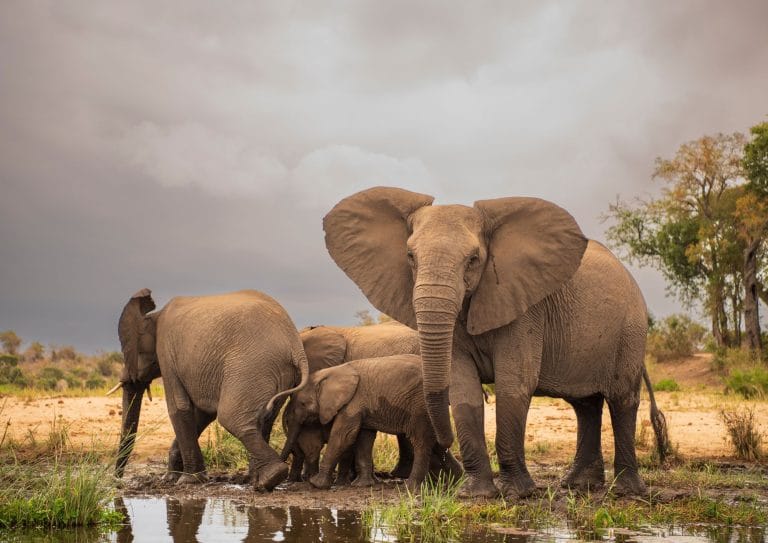 Things To See And Do In Kruger National Park