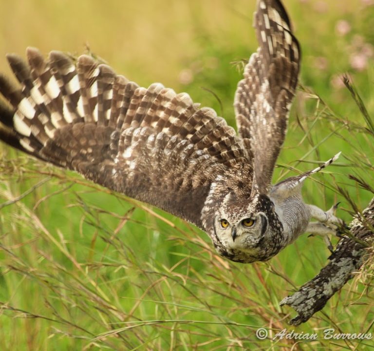 African Raptor Centre