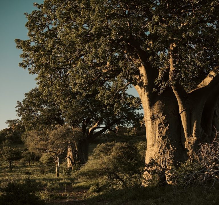 Baobab Wildlife Private Nature Reserve