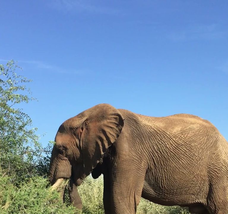 Black Rhino Game Reserve