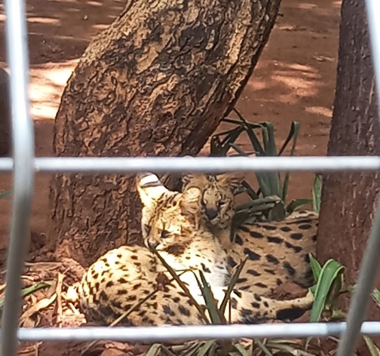 Chameleon Village Lion and Tiger park 1 768x720