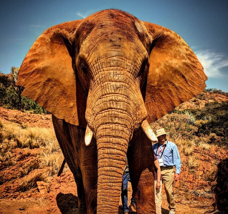 Elephant Sanctuary Hartbeespoort