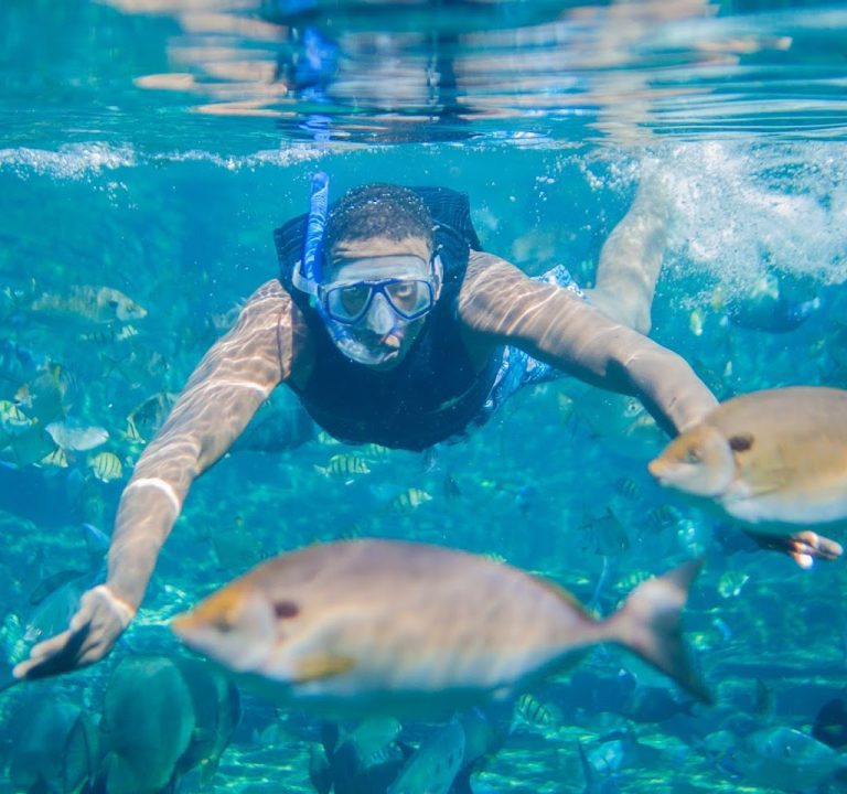 Sea Animal Encounters Island