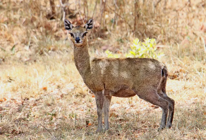 Kleine Bela Familie - Oord Kleine Bela Familie - Oord
